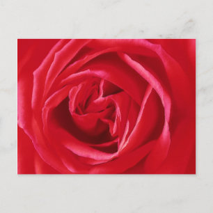 Postal Estampa de rosa roja