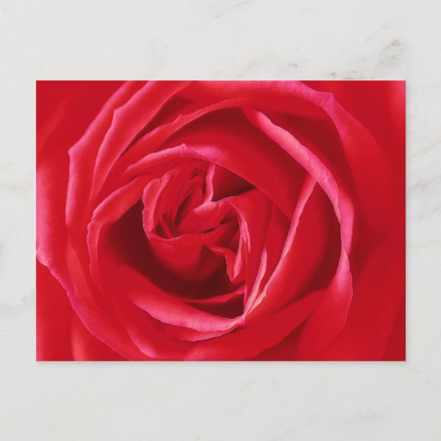 Postal Estampa de rosa roja (Anverso)