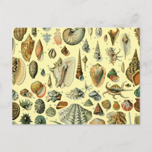 Postal Estampa vintage de conchas de Adolphe Millot Coste