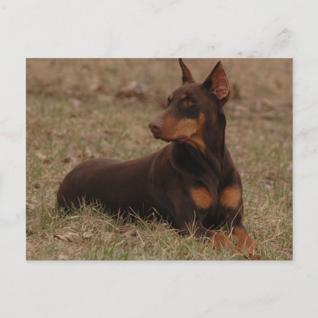 Postal Estampilla de rehenes de Doberman (Anverso)