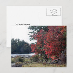 Postal Estanque de hojas de otoño Fotografía de la natura