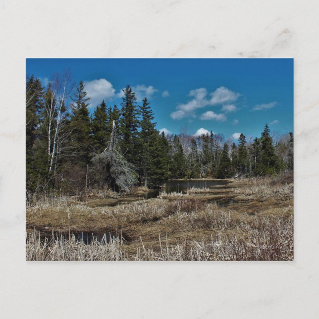 Postal Estanque de Isla Roja (Anverso)