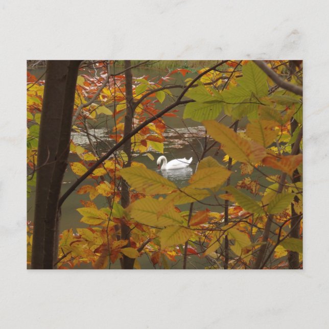 Postal Estanque de otoño con cisne (Anverso)