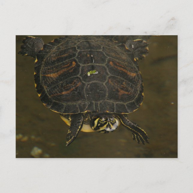 Postal Estanque de Tortugas (Anverso)