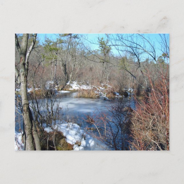 Postal Estanque humedal congelado (Anverso)