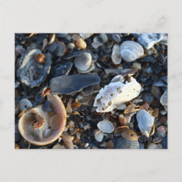 Postal Estanques de Edisto Beach