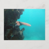 Estante coralino