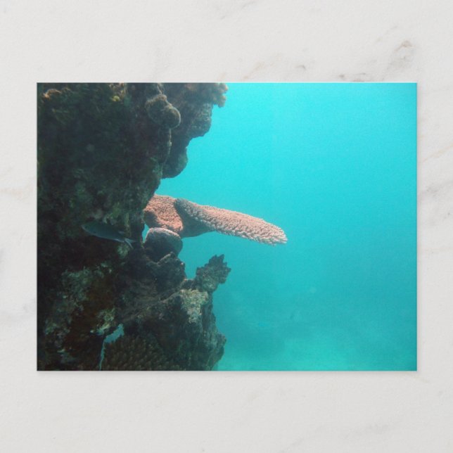 Postal Estante coralino (Anverso)