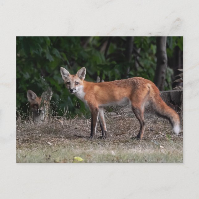 Postal Estás Siendo Vigilado (Anverso)