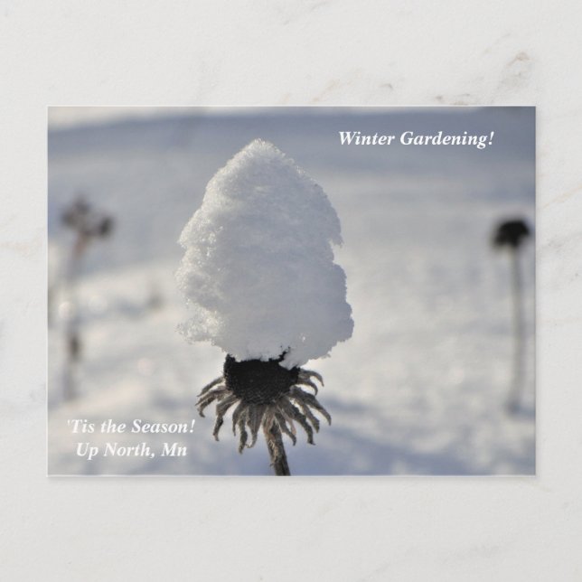 Postal 'Este es el Jardín de Invierno de temporada en vac (Anverso)