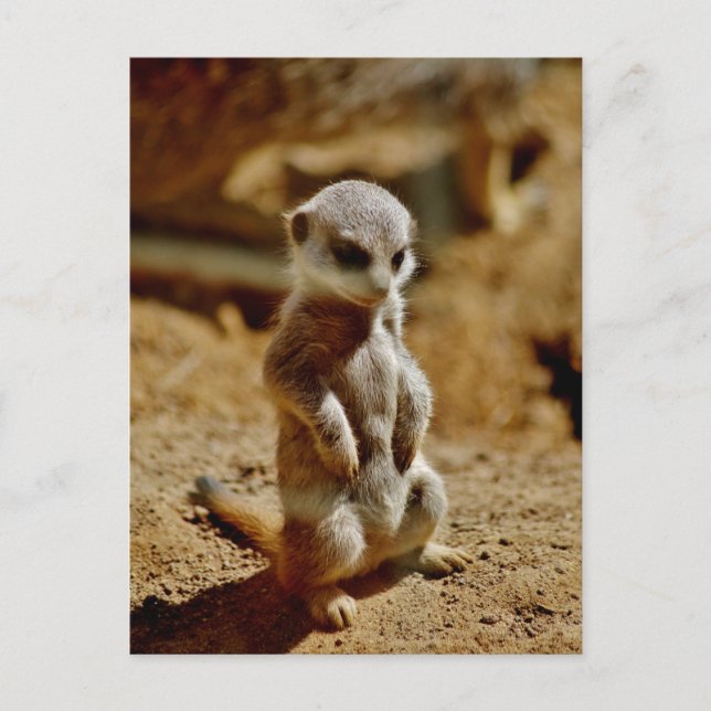 Postal Estilo Meerkat (Anverso)
