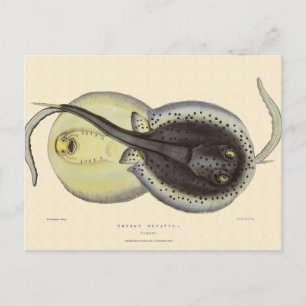 Postal Estingrays vitícolas, animales marinos oceánicos