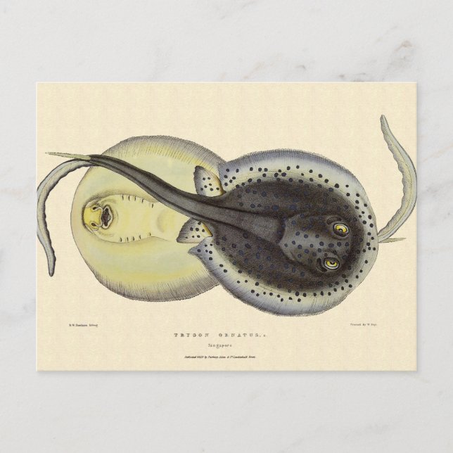 Postal Estingrays vitícolas, animales marinos oceánicos (Anverso)
