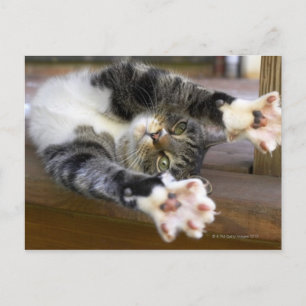 Postal Estiramiento de gato, interior