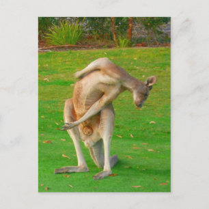 Postal estiramiento kanga