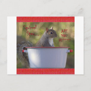 Postal Estofado de ardilla... ¿¿¿ERES NUEVO???