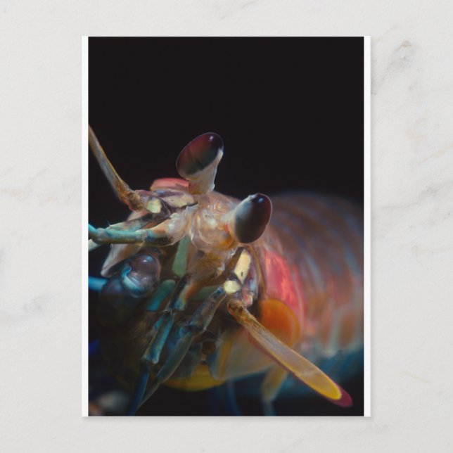 Postal Estomatopodo (Mantis Shrimp) (Anverso)