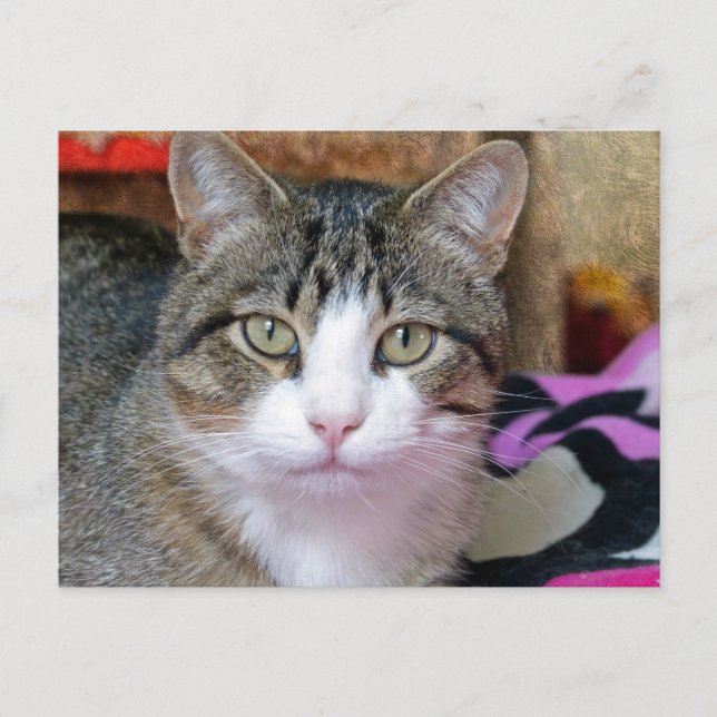 Postal Estoy pensando en el gato (Anverso)