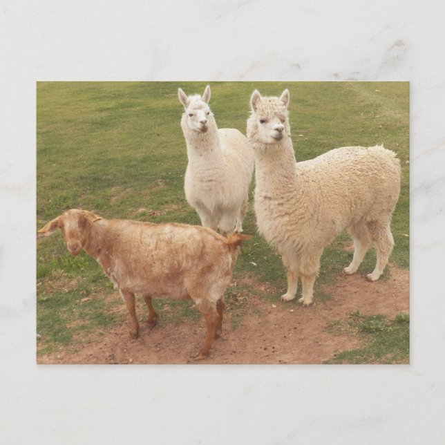 Postal Estoy seguro que USTED TODO ESTÁ SONRIENDO (Anverso)