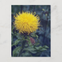 Estrella amarilla, flor (Centaurea Macrophala)
