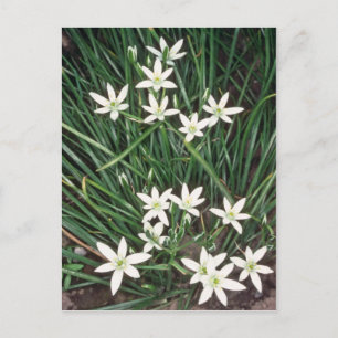 Postal Estrella Blanca De Belén (Ornithogalum Umbellatum)