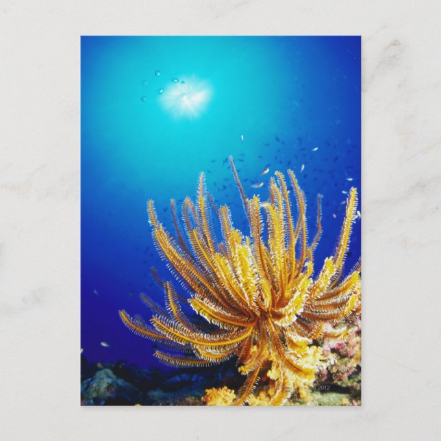 Postal Estrella de Feather (Anverso)