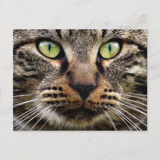 Postal Estrella de gato perdida