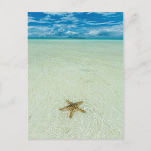 Postal Estrella de mar en aguas poco profundas, Palau