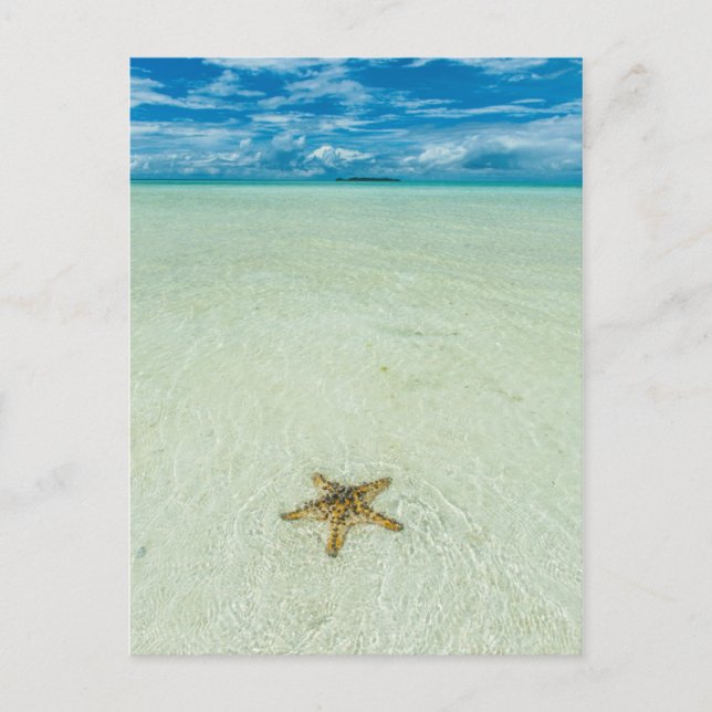 Postal Estrella de mar en aguas poco profundas, Palau (Anverso)