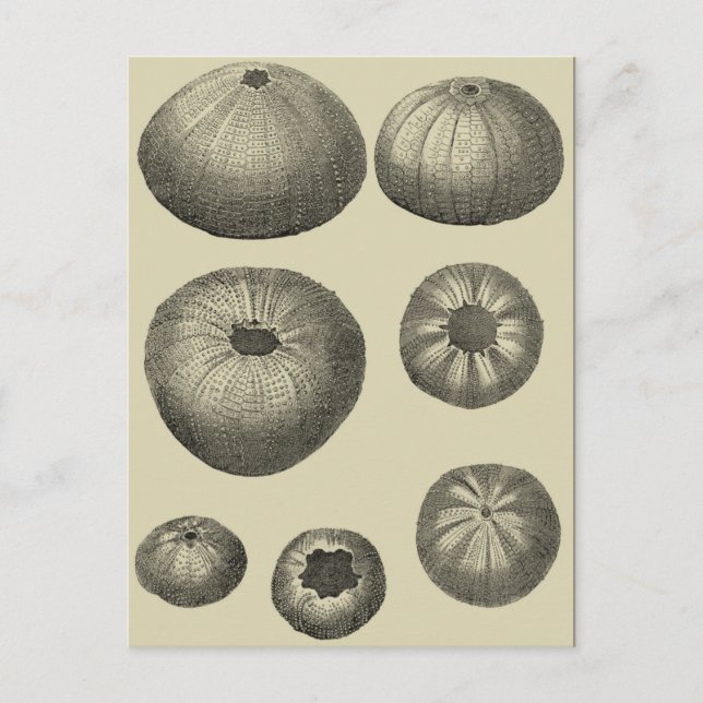 Postal Estrella de mar en blanco y negro (Anverso)