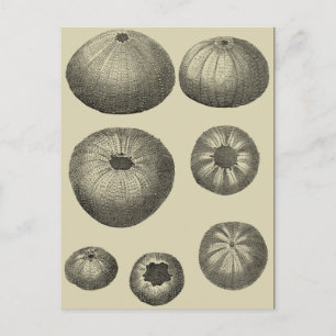 Postal Estrella de mar en blanco y negro