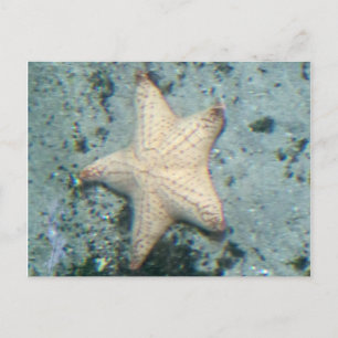 Postal Estrella de mar Fondo marino Océano Tranquilo