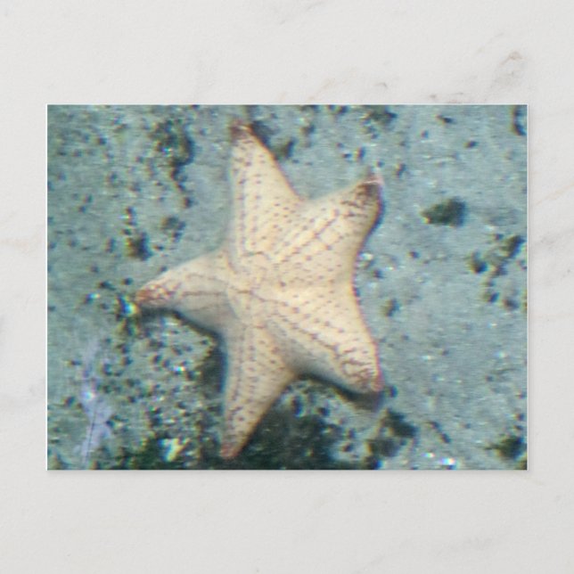 Postal Estrella de mar Fondo marino Océano Tranquilo (Anverso)