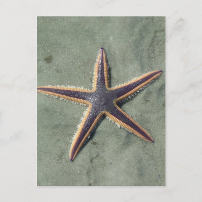 Postal Estrella de mar morada Starfish en la playa (Anverso)