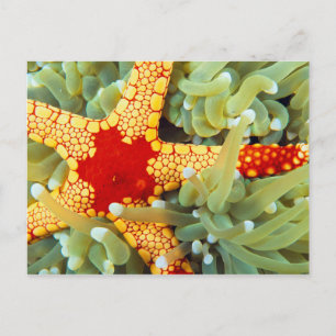 Postal Estrella de mar roja y amarilla