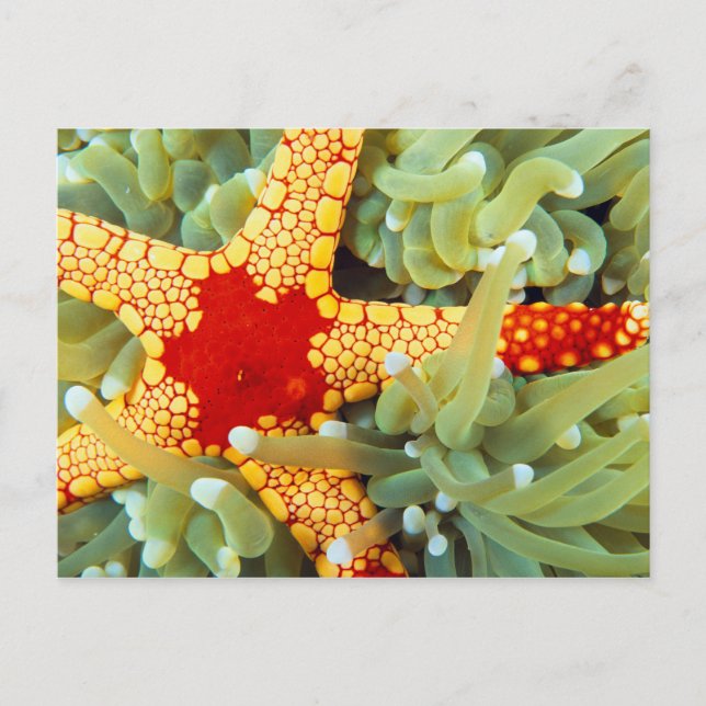 Postal Estrella de mar roja y amarilla (Anverso)