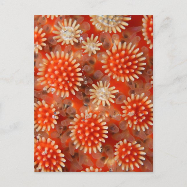 Postal Estrella del mar de macros (Anverso)