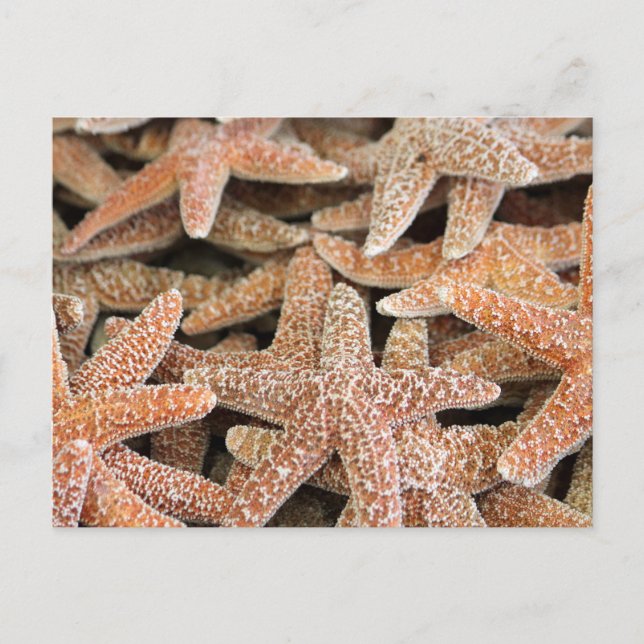 Postal Estrella del mar de Starfish (Anverso)