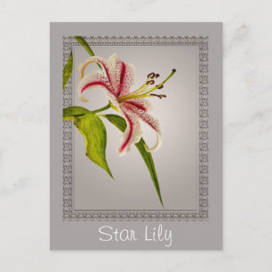 Postal Estrella roja y blanca Lily sobre tonos grises
