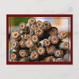 Postal Estrellas a lo largo de los Algodones del Río Gran