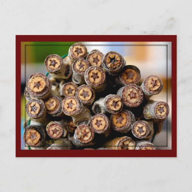 Postal Estrellas a lo largo de los Algodones del Río Gran (Anverso)