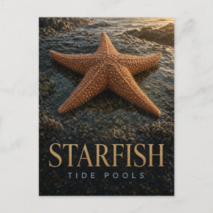 Postal Estrellas de mar Charcos de marea Vida silvestre A