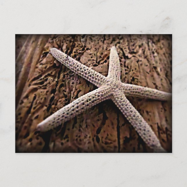 Postal Estrellas de mar en el Driftwood (Anverso)