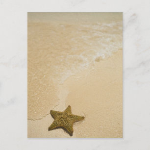 Postal Estrellas de mar en playa de arena, Gibbs Cay Land