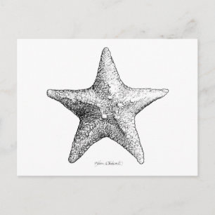 Postal Estrellas de mar que dibujan arte de la estrella