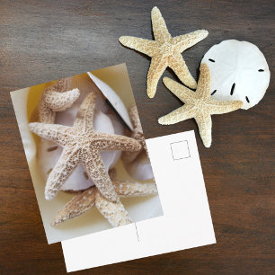 Postal Estrellas de mar y dólares de arena Fotografías de
