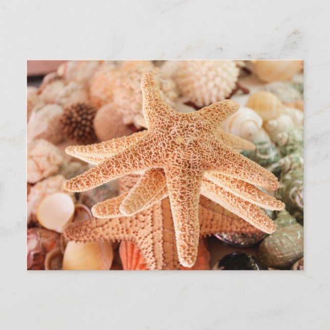 Postal Estrellas marinas secas vendidas como souvenirs 2 (Anverso)
