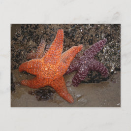 Postal Estrellas Starfish/Sea, Cannon Beach OR, Foto 1