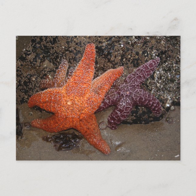 Postal Estrellas Starfish/Sea, Cannon Beach OR, Foto 1 (Anverso)