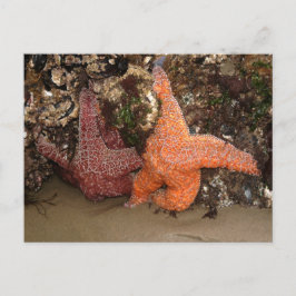 Postal Estrellas Starfish/Sea, Cannon Beach OR, Foto 3